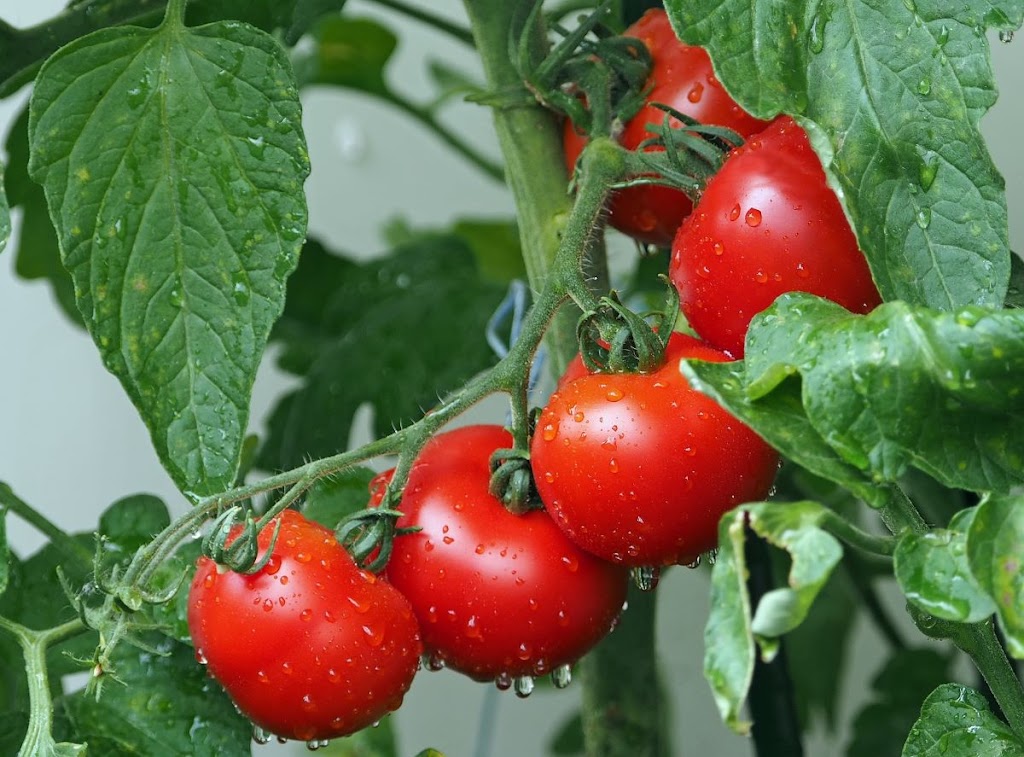 Cualidades del tomate que desconoces ¡toma tomate!