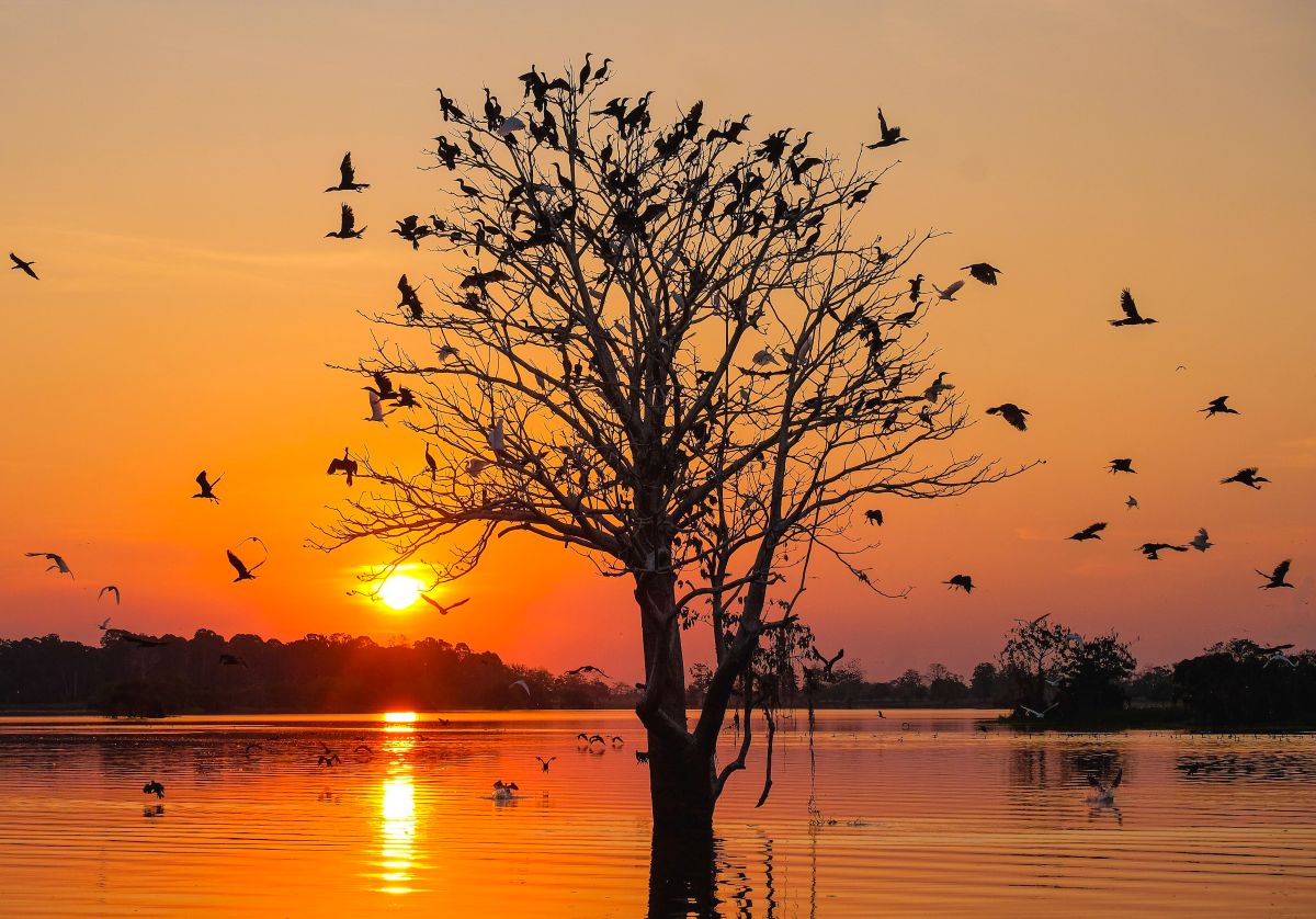 Cruceros fluviales en el Mekong, Nilo, Amazonas y en los lagos y cauces de África Austral